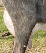 Udder Side View