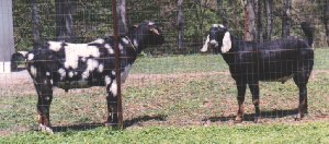 Merlin and Po are Growing Nicely - and they're still Youngsters.