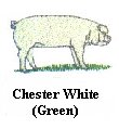 Chester White