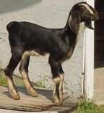 Side View of Deja's Doe Kid - Rahgad