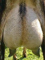 Rear View of Udder