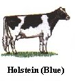 Holstein Milker