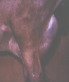 Side View of Mammary